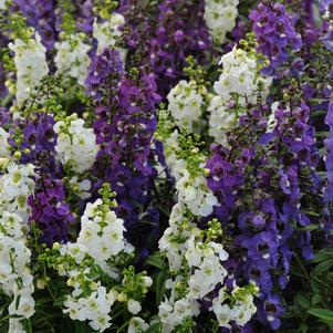 Angelonia angustifolia 