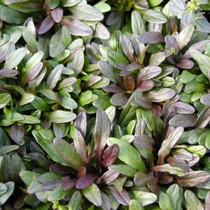 Ajuga x tenorii 'Chocolate Chip'