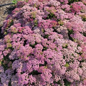 Achillea millefolium 'FLORACHRO1'