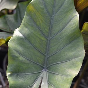 Alocasia x 'Sumo'