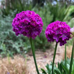 Armeria pseudarmeria 'Vivid Dreams'