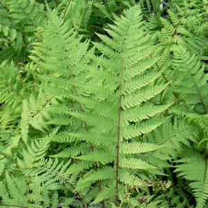 Athyrium ang. Forma rubellum 'Lady in Red'