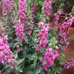 Angelonia angustifolia 'PAS1180775'