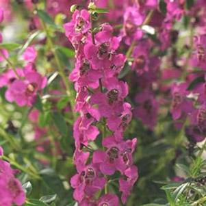 Angelonia angustifolia 'Balarcaspim'