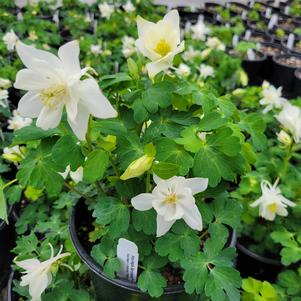 Aquilegia x hybrida 'PAS1258490'