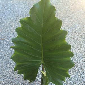 Alocasia x 'Portora'