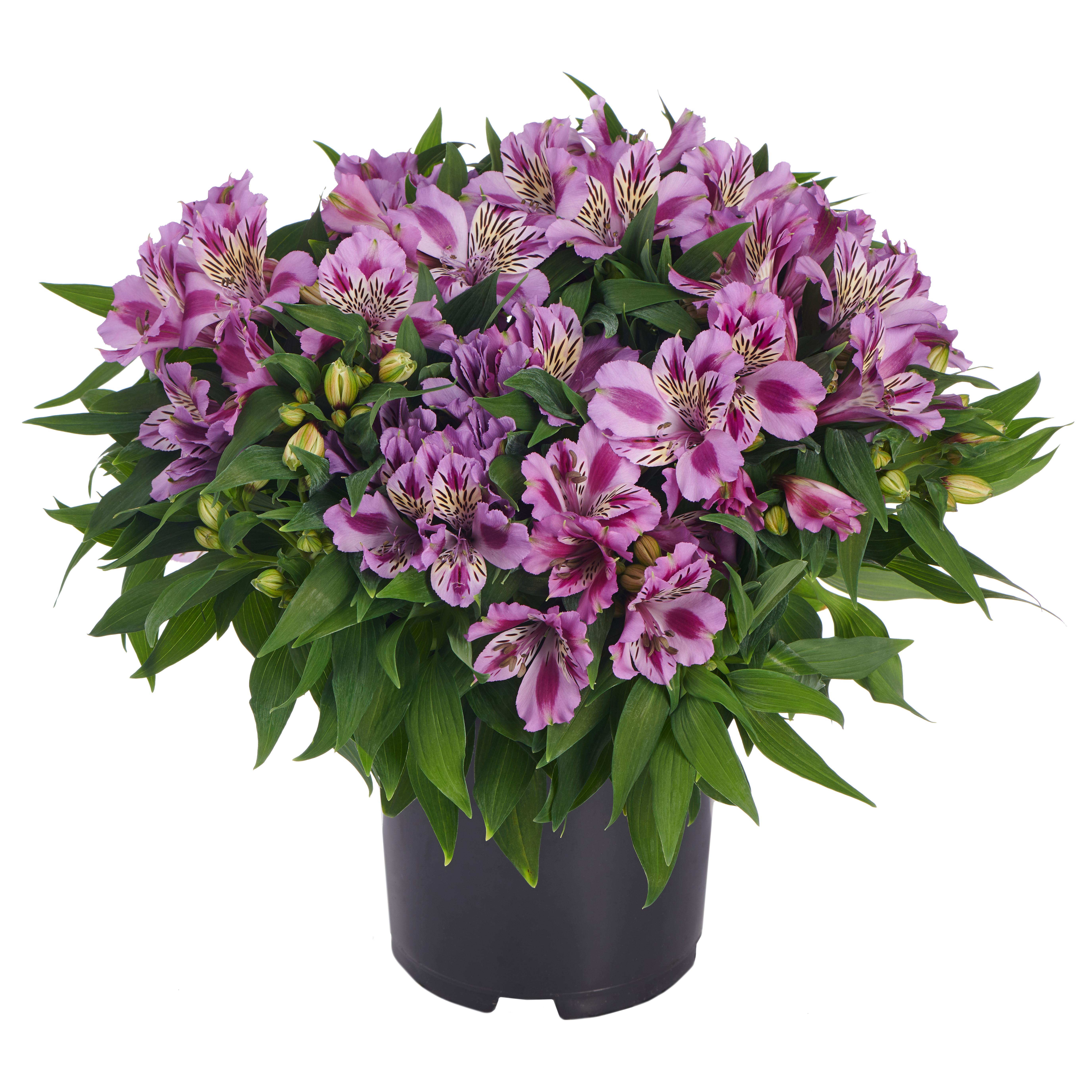 Alstroemeria x 'Zaprimu'