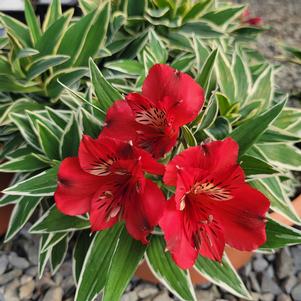 Alstroemeria x 'Zaprikatia'