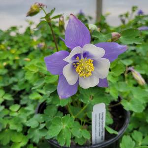 Aquilegia x hybrida 'PAS1258485'