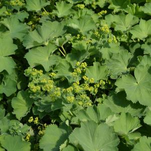 Alchemilla mollis 'Thriller'