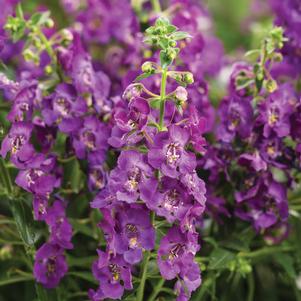 Angelonia hybrid 'ANBLU140'