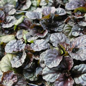 Ajuga reptans 'Black Scallop'