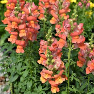 Antirrhinum majus 