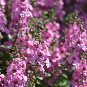 Angelonia angustifolia 'Balorcorpin'