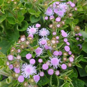 Ageratum houstonianum 'Wesagbusi'