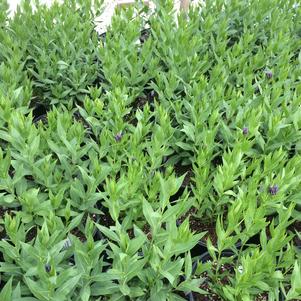 Amsonia tabernaemontana 'Blue Ice'