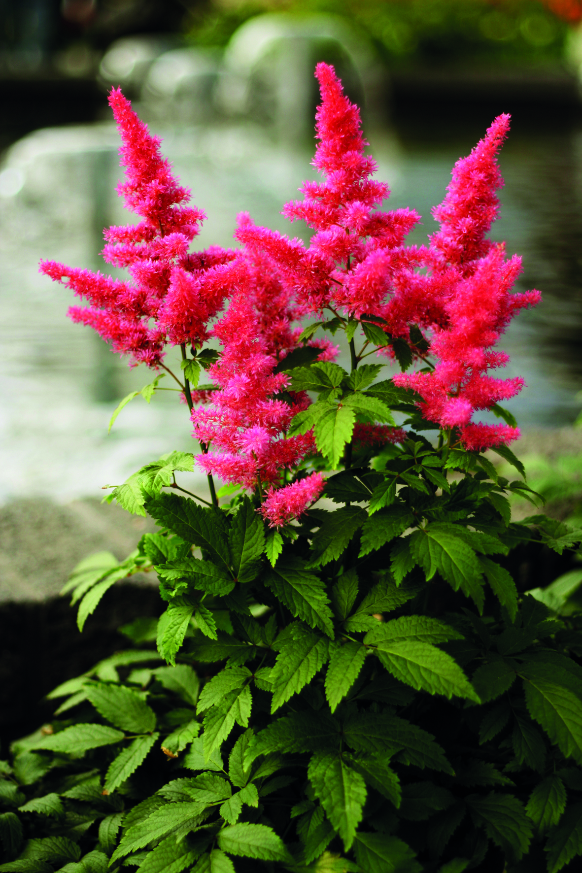 Astilbe chinensis 'Vision in Red'