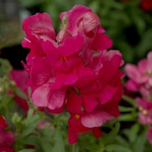 Antirrhinum majus 'PAS409644'