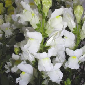 Antirrhinum majus 