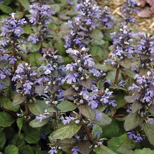 Ajuga reptans 'Catlins Giant'