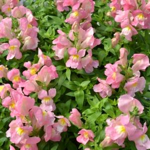 Antirrhinum majus 'PAS409640'