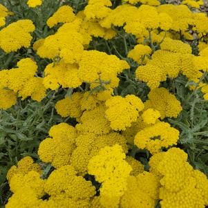 Achillea x 'Moonshine'