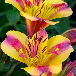 Alstroemeria x 'Zapridapal'