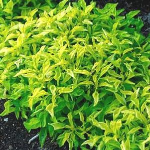 Alternanthera ficoidea 'True Yellow'