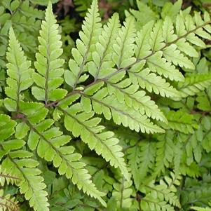 Athyrium otophorum 'Limelight'