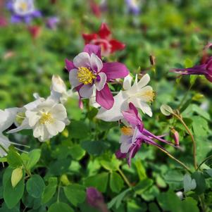 Aquilegia caerulea 'Songbird Mix'