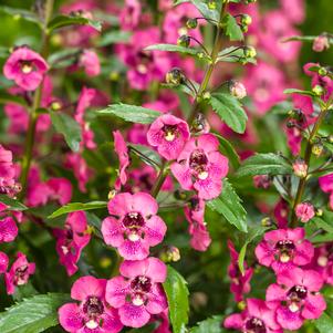 Angelonia hybrid 'Balang15434'