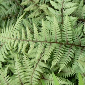 Athyrium x 'Ghost'