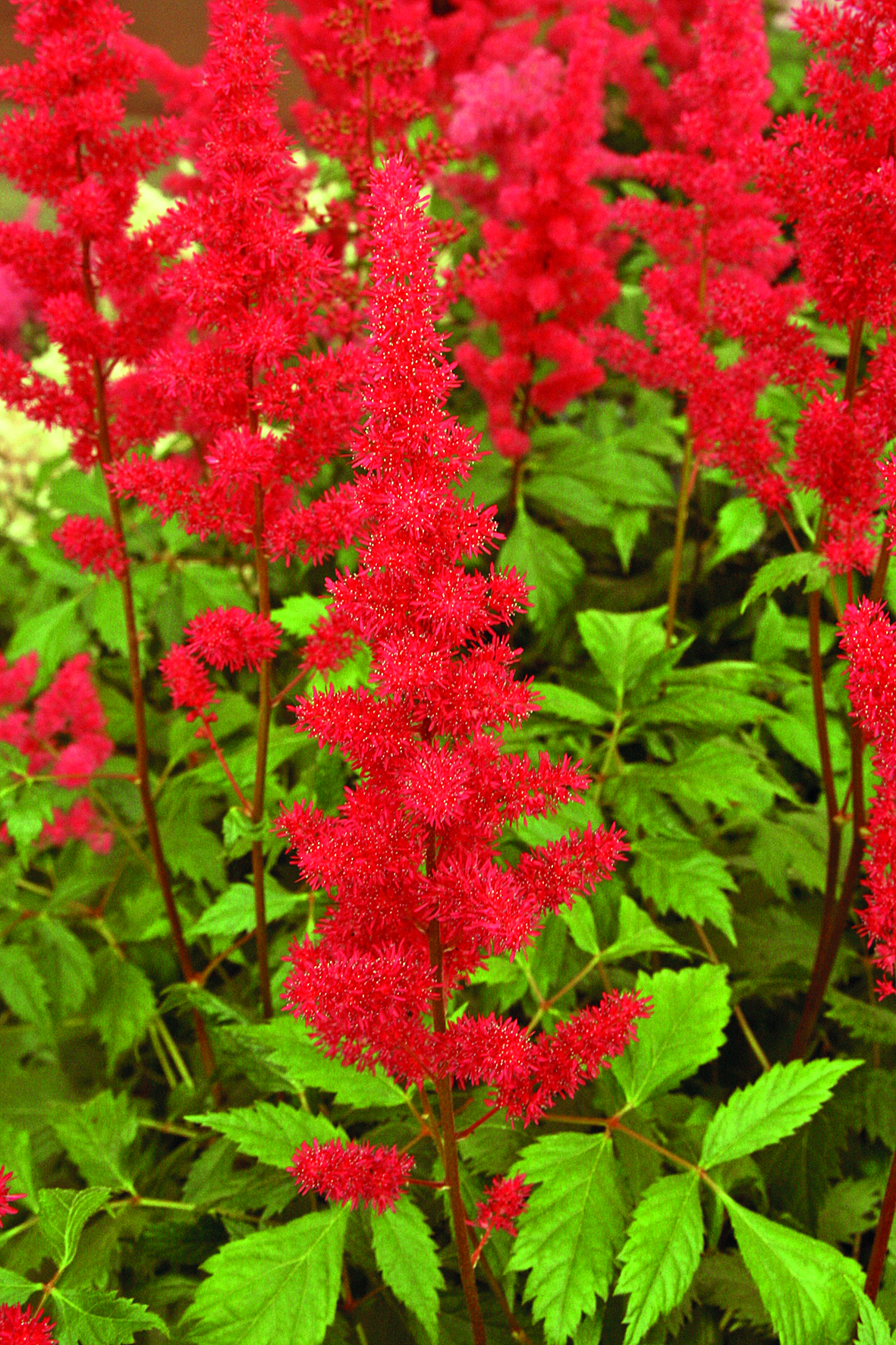 Astilbe x arendsii 'Fanal'