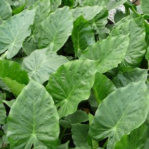 Alocasia x 'Calidora'