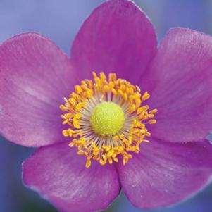 Anemone hupehensis 'Pretty Lady Susan'