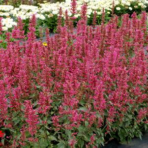 Agastache x 'Morello'