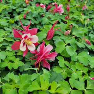 Aquilegia x hybrida 'PAS1258484'