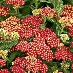 Achillea millefolium 'Strawberry Seduction'