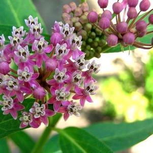 Asclepias incarnata 'Cinderella'