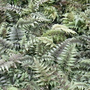 Athyrium niponicum var. pictum 