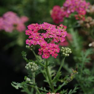 Achillea millefolium 'Balvinred'