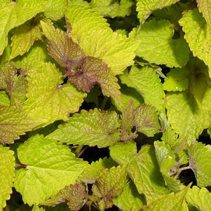 Agastache rugosa 'Golden Jubilee'