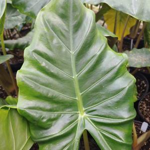 Alocasia 'Kuching Mask'