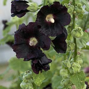 Alcea rosea 'Blacknight'