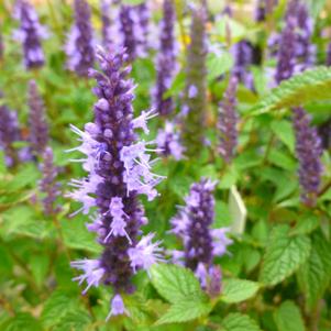 Agastache rugosa 'Little Adder'