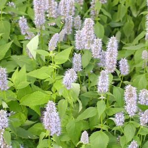 Agastache x 'Blue Fortune'