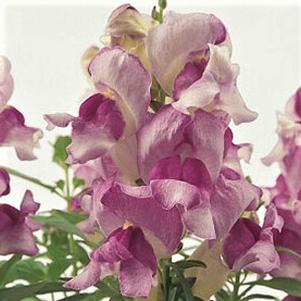 Antirrhinum majus 'PAS409642'