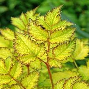 Astilbe x arendsii 'Beauty of Lisse'