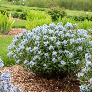 Amsonia tabernaemontana 'Starstruck'