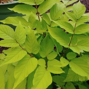 Aralia cordata 'Sun King'